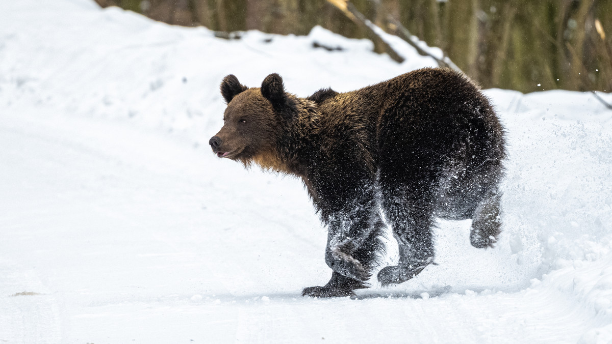 Młody niedźwiedź padł ofiarą kłusownika w Tatrach 