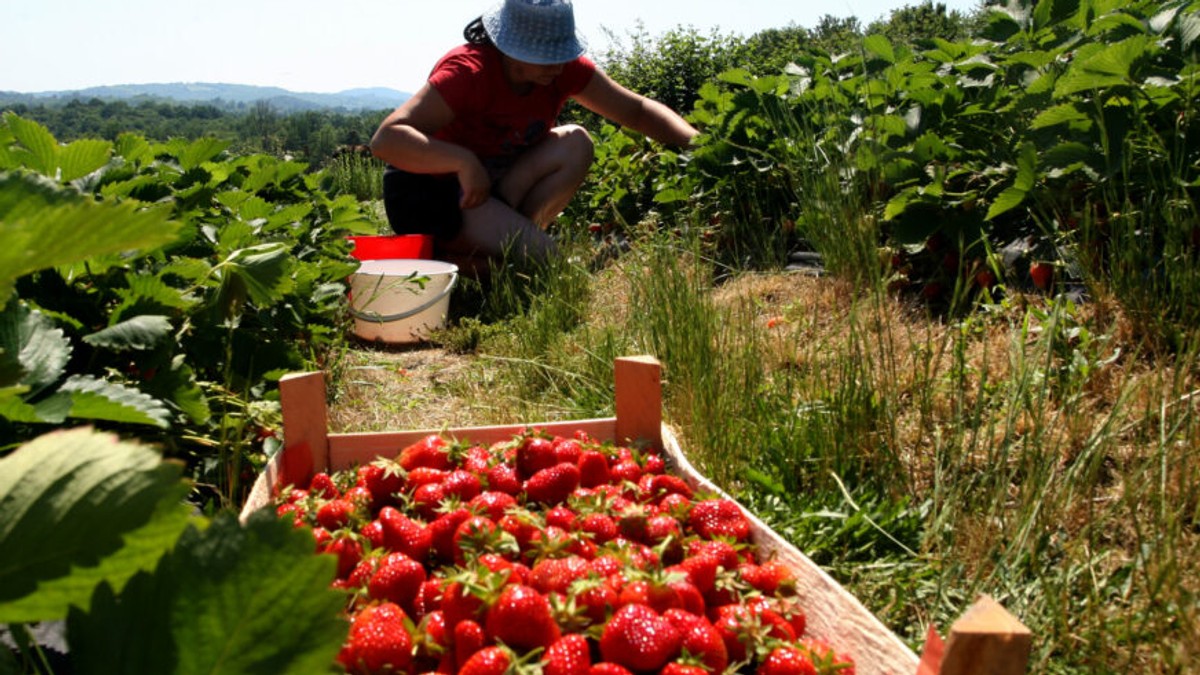 Jagode će biti duplo krupnije ako u maju u zemlju dodate OVAJ prirodan sastojak