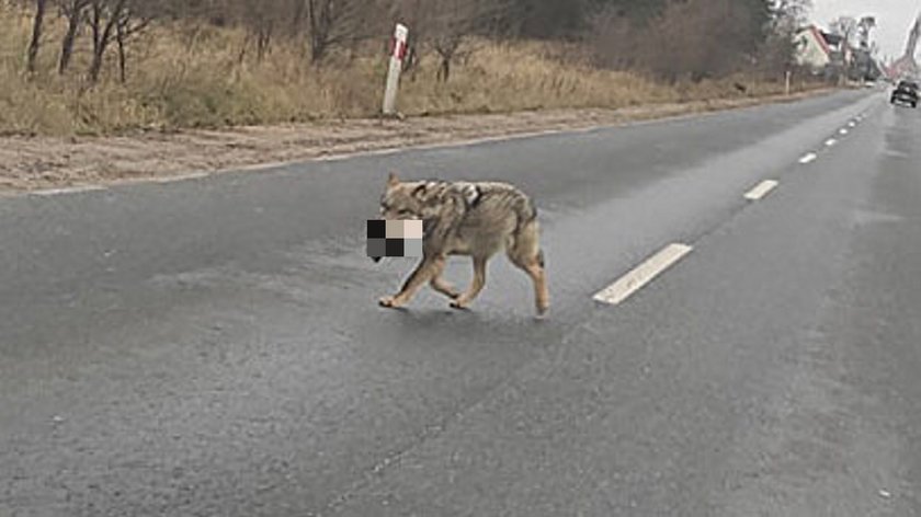 Trzebicz. Wilk odgryzł psu głowę i niósł ją w pysku po ulicy