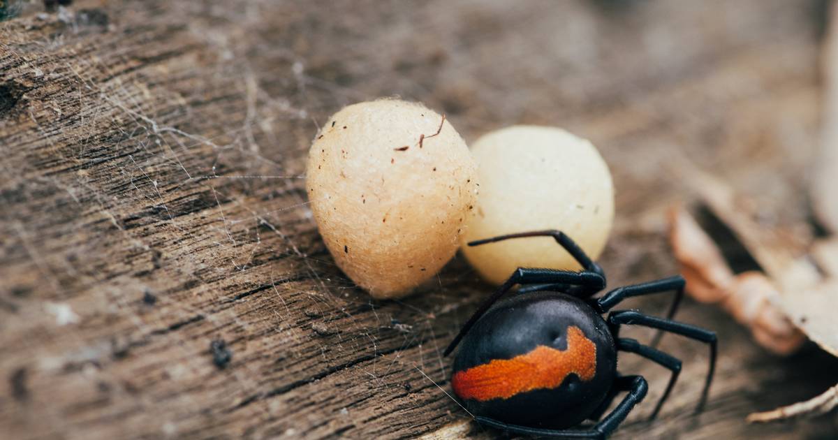 hatalmas növekedés megnyitása egy ember parazitáival