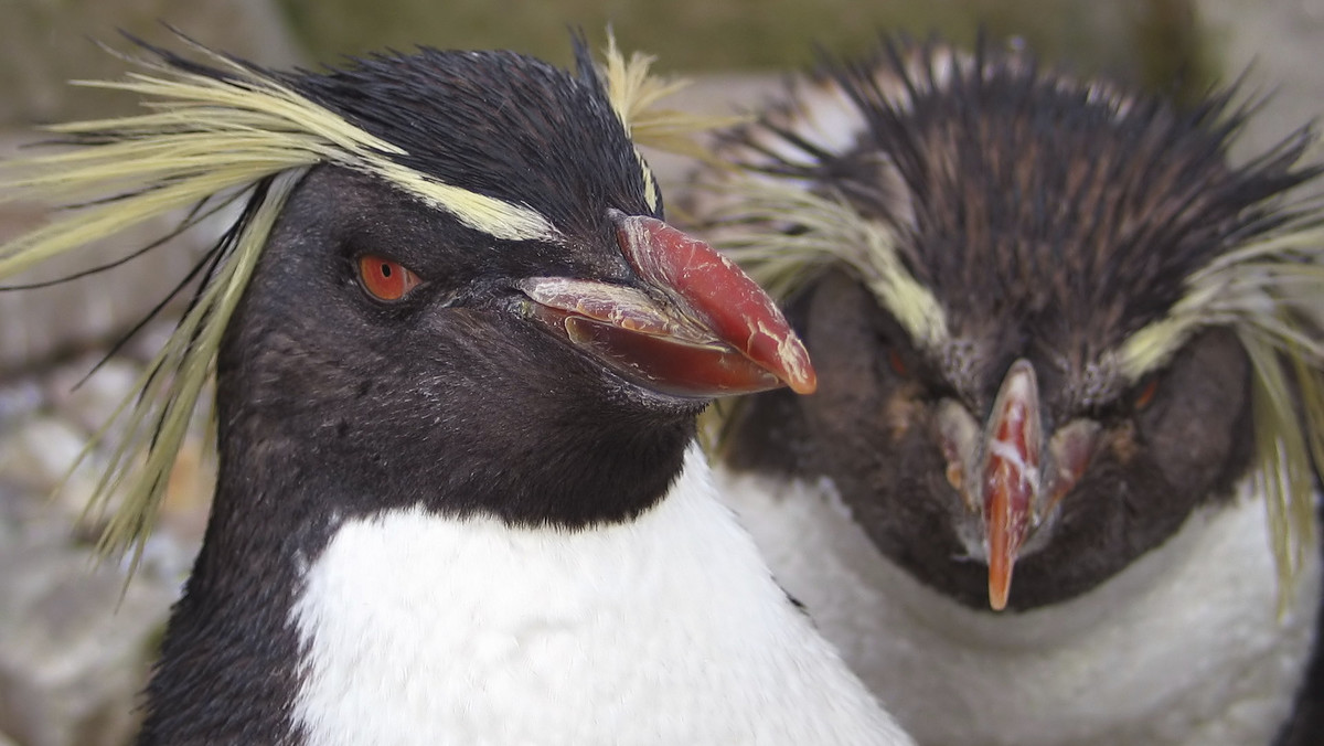 Koronawirus. Oceanarium w Chicago zamknięte, pingwiny poszły na spacer