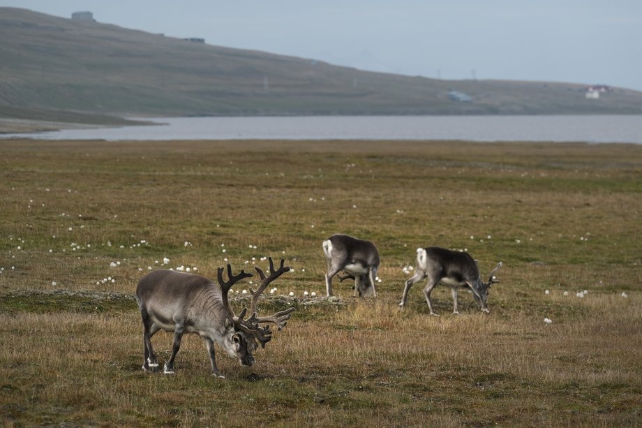  Renifery pasące się podczas letniej fali upałów na archipelagu Svalbard w pobliżu Longyearbyen na Spitsbergen w Norwegii. 