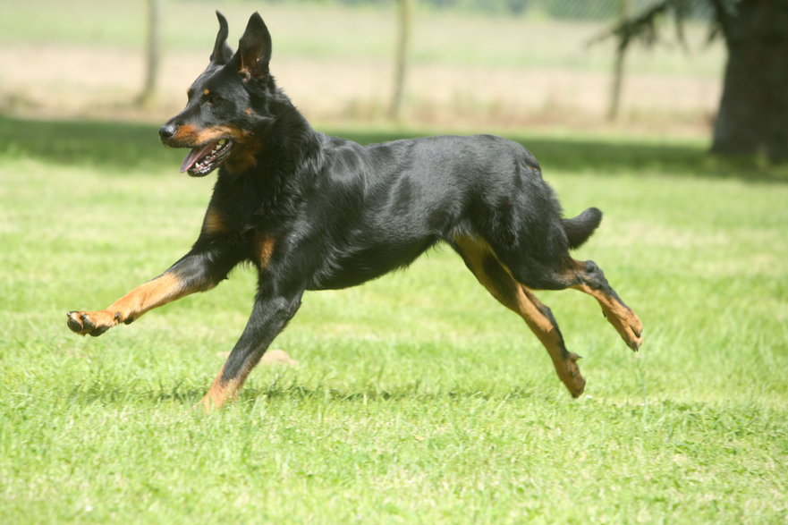 Beauceron - CALLALLOO CANDCY/stock.adobe.com