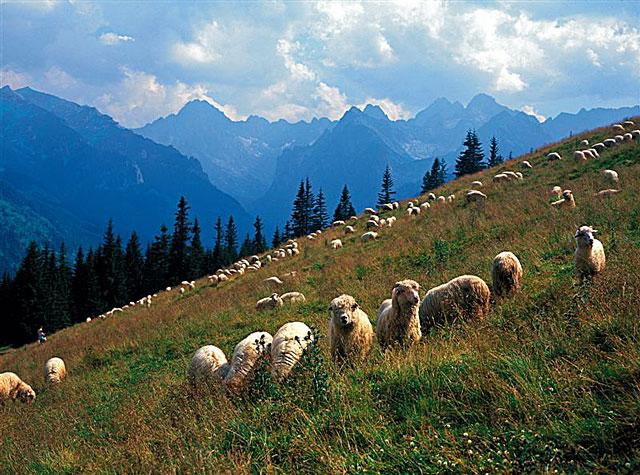 Galeria Polska - Dlaczego Tatry?, obrazek 8