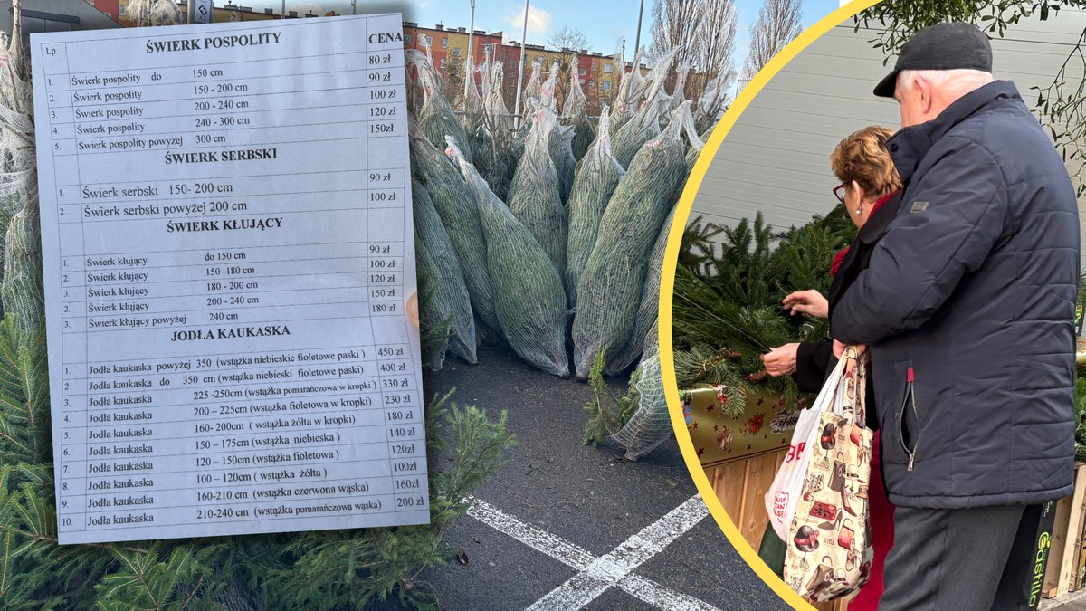 Sprawdziłem, ile Polacy zapłacą za choinkę na Boże Narodzenie. "To jakieś zdzierstwo"