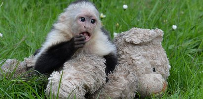 Małpka odebrana Bieberowi trafi do zoo!