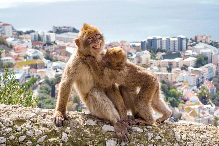 Makaki berberyjskie z Gibraltaru