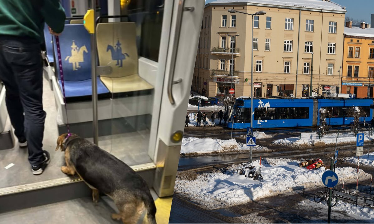 Do tramwaju w Krakowie wsiadł pies. Na pomoc ruszyła osoba kierująca pojazdem