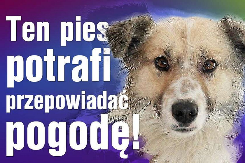 Ten pies przepowiada pogodę! Według jego prognoz...