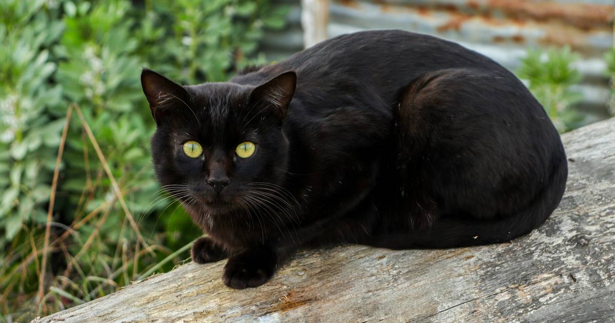 Zaskakująca decyzja w Hiszpanii. Chodzi o czarne koty i Halloween