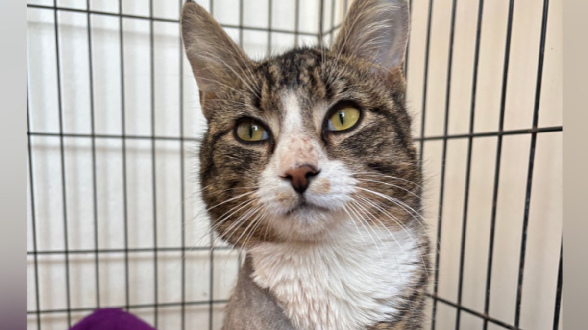 BBC | Foto: Purton Cattery