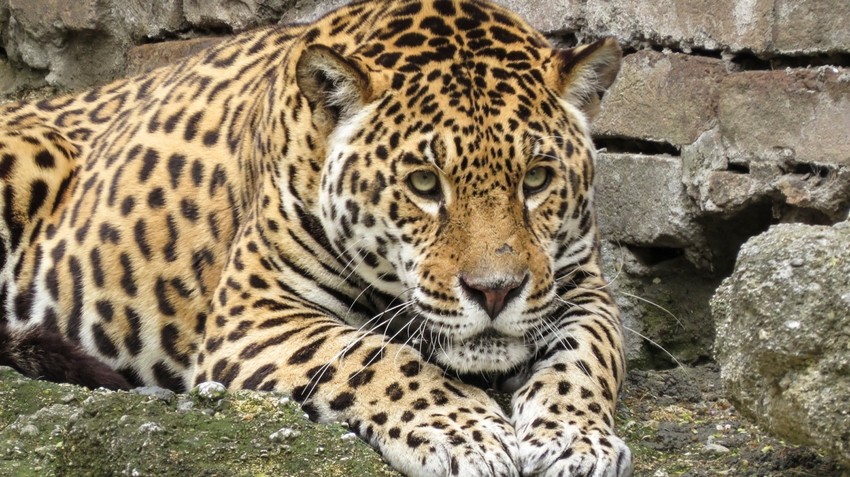 Jaguar se nakon devet godina vratio u Zoo vrt