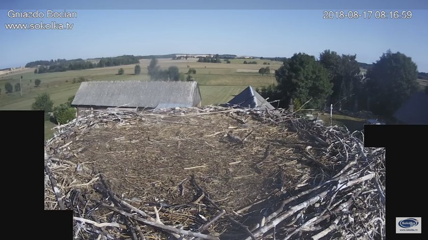 Bociany odleciały wcześniej. Wiemy dlaczego