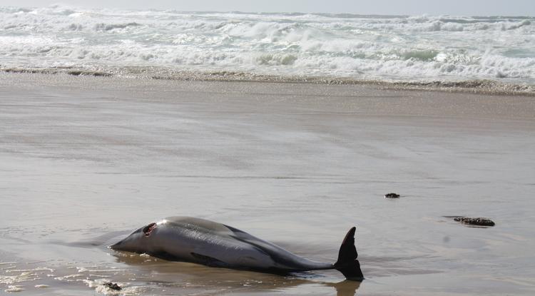 Delfinmészárlás Japánban