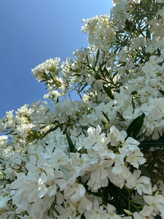Oleander - czy zimuje w ogrodzie?