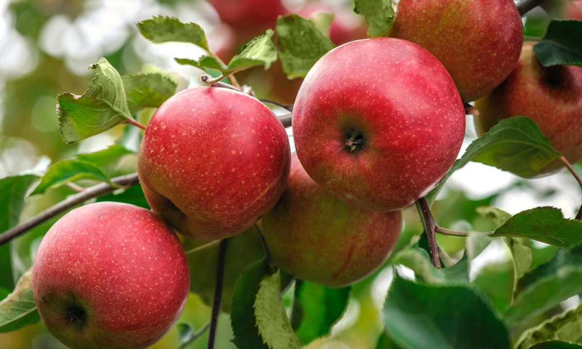 Co się stanie, gdy codziennie zjesz jabłko? Organizm gwałtownie to odczuje