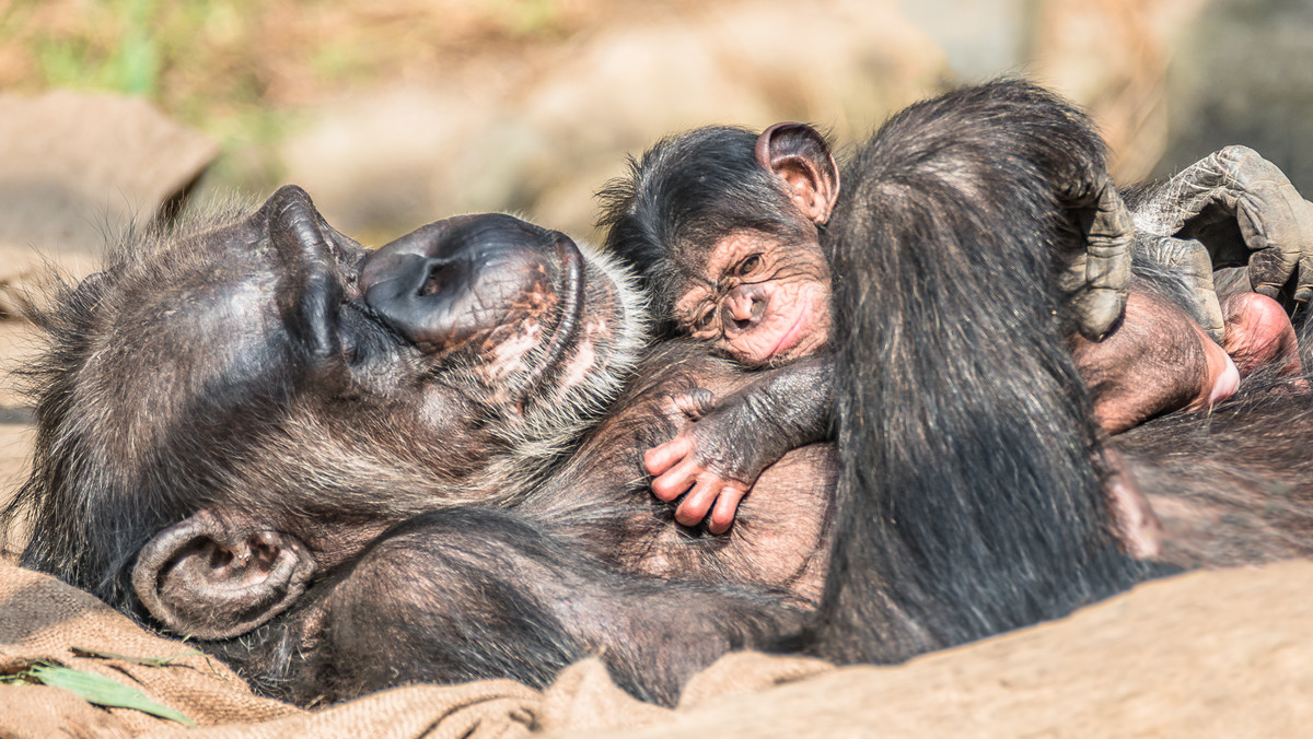 Dramat w hiszpańskim zoo. Szympansica nie chce oddać ciała zmarłego dziecka