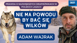 Dlaczego ludzie boją się wilków? "Przyprawialiśmy im mordę przez setki lat" [WYWIAD]