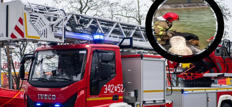 Zaskakująca akcja ratunkowa w Szczecinie. Bohaterem okazał się pies