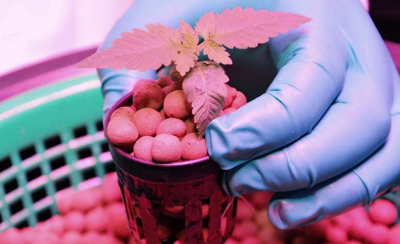 TAK UPRAWIA SIĘ MEDYCZNĄ MARIHUANĘ