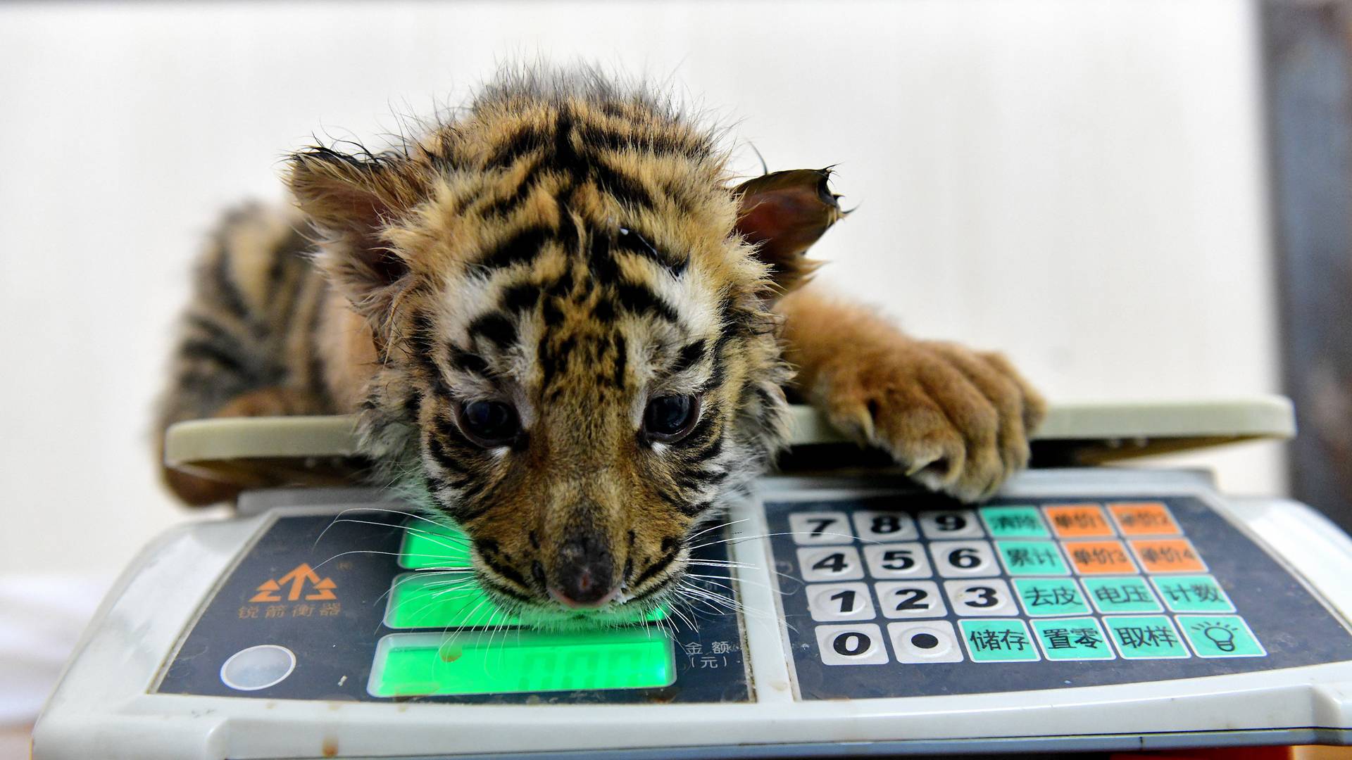Jak brzmi DNA tygrysa? Posłuchaj kodu genetycznego wymierających gatunków zwierząt