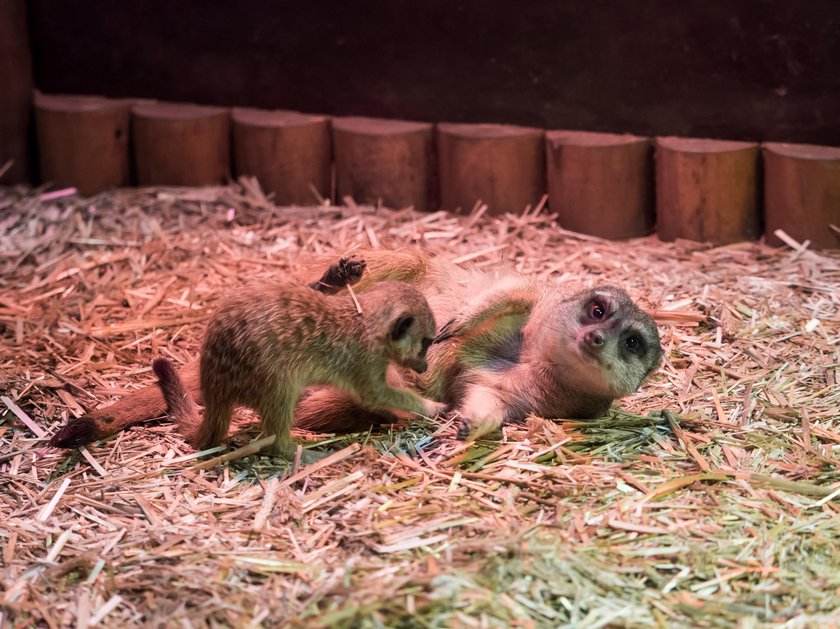 Uszatek przyjechał w delegację do łódzkiego zoo i narobił dzieci!