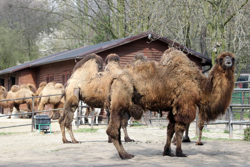 Zwierzęta na wybiegach w zoo