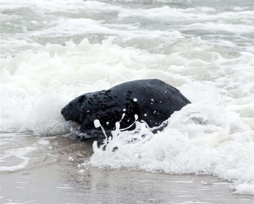 Bobry na plaży