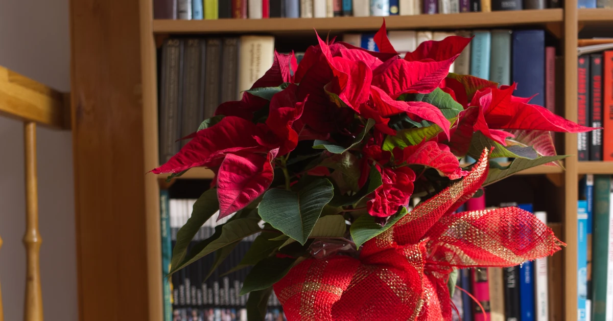 Gwiazda betlejemska: W tym miejscu nigdy jej nie stawiaj. Już jej potem nie odratujesz