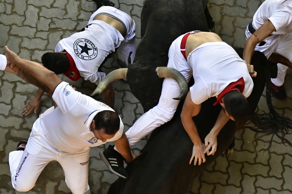 Walczący byk szarżuje na biegaczy podczas biegu byków na festiwalu 