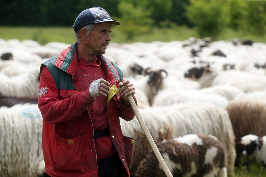 Milorad verni radnik kod Kočića