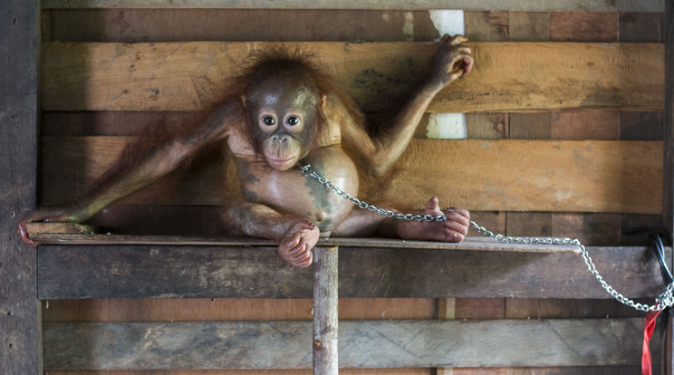6 hónapig embertelen körülmények között tartották a szegény orángutánt bébit / Fotó: Northfoto