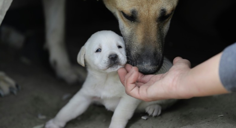 Puppy scammers will often ask for upfront payments to cover transport and then disappear