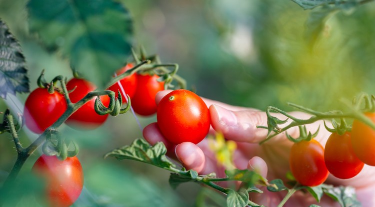 Bőséges termés lesz. Fotó: Shutterstock