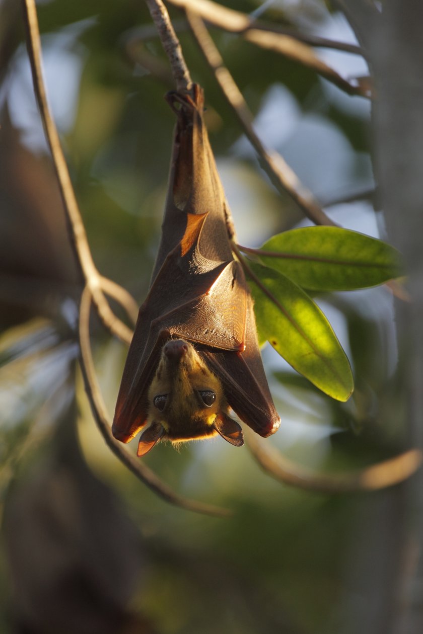 Gambian epauletted fruit bat (Epomophorus gambianus)