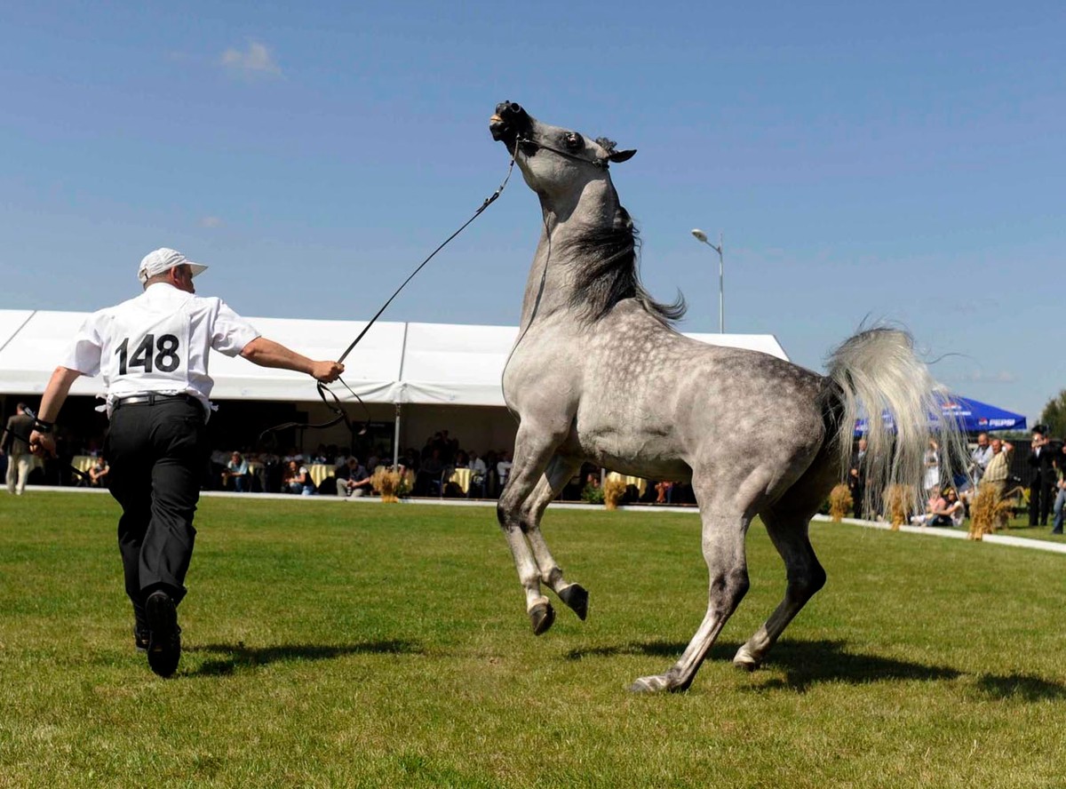 Czy na aukcji w Janowie padnie rekord