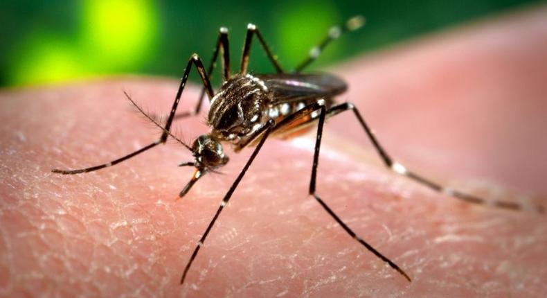 WHO group backs Sanofi's vaccine in areas with high dengue rates