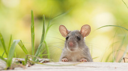 Nowy lek chroni myszy przed zwłóknieniem wątroby