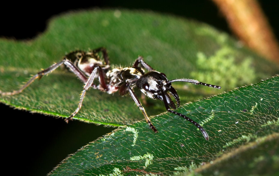 Mrówka Paraponera clavata