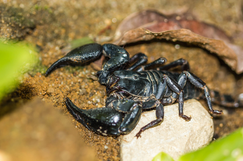 Skorpion cesarski (Pandinus imperator)