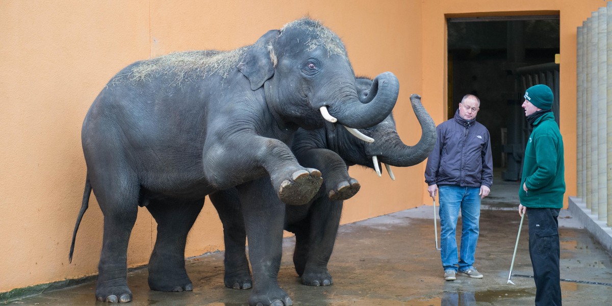 Nowe słonie w chorzowskim zoo