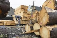 Unijne sankcje nieszczelne. Rosyjskie drewno nadal w Europie.