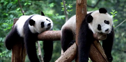 Tak lenią się pandy. Zdjęcia
