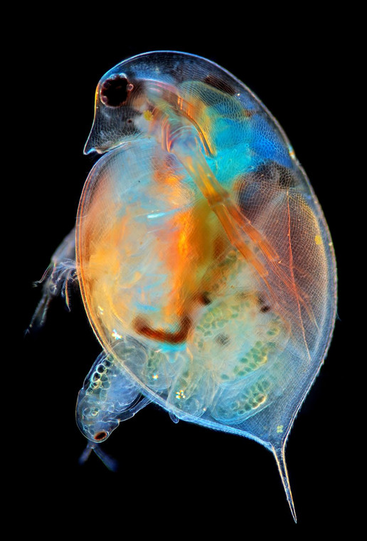 Zdjęcie pokazuje moment wydawania na świat potomstwa przez wioślarkę z rodzaju Daphnia. Powiększenie 100X, technika oświetleniowa łączona - ciemne pole i polaryzacja.