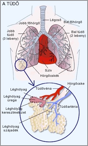lungpicture-d000002F6b21f24112ee6