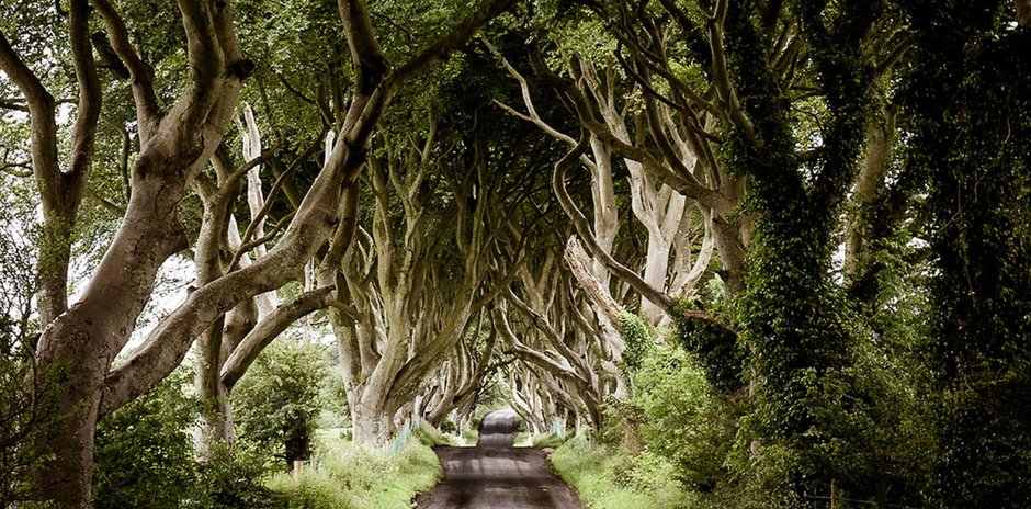 The Dark Hedges