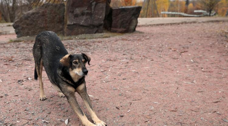 A kutyák egy része túlélte a katasztrófát Fotó: Northfoto