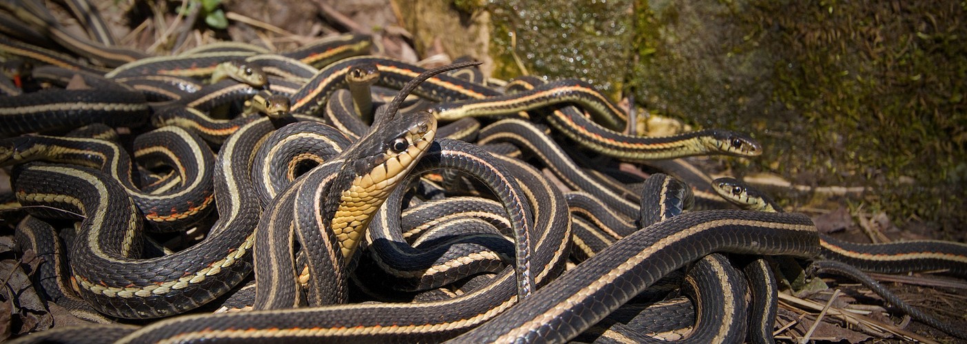 'Dzika Ameryka'. Zdjęcia z nowego serialu Discovery Channel