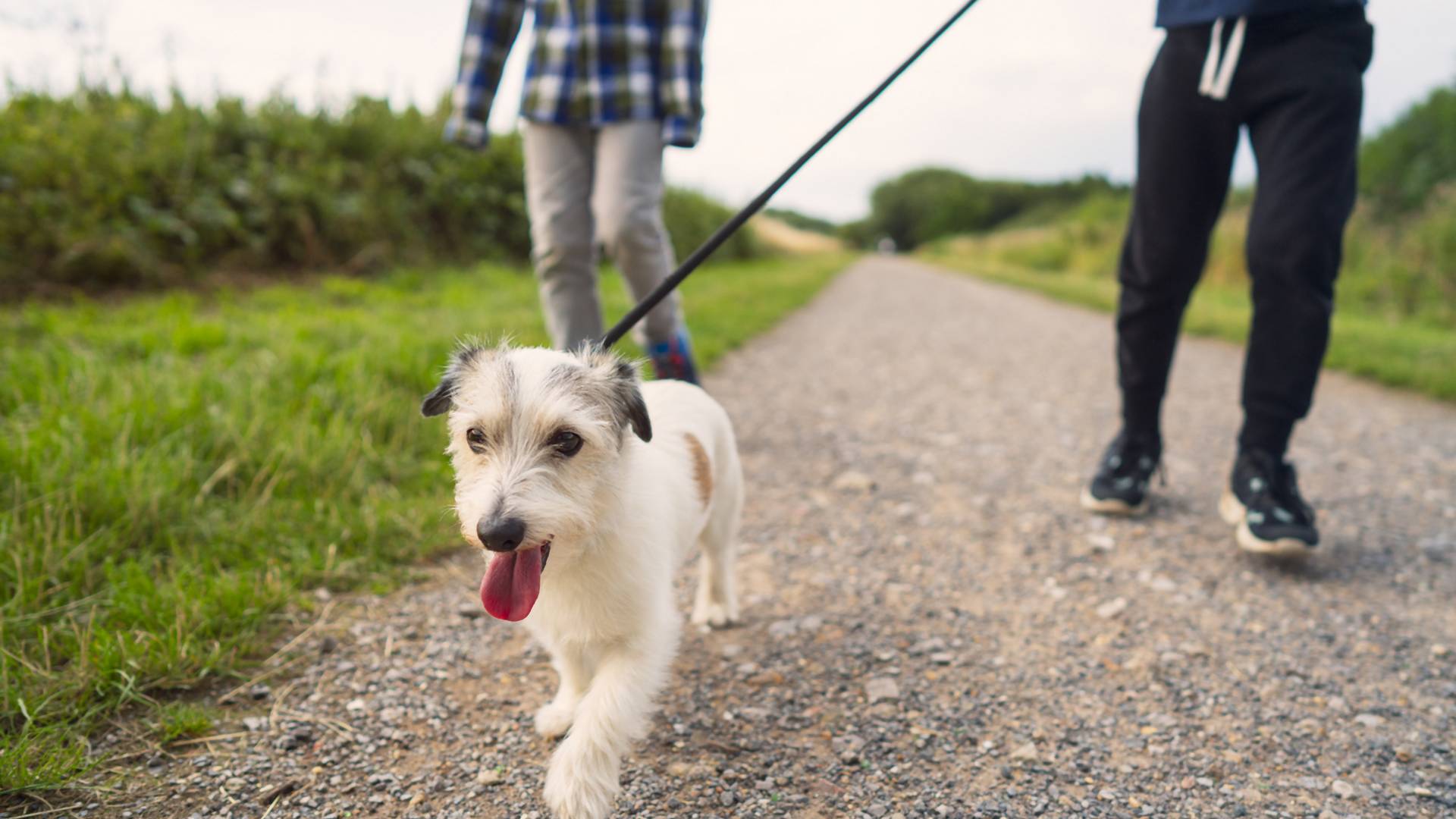 Kiakadtak a németek: törvénybe foglalnák, napi hány órát kötelesek kutyájukat sétáltatni a gazdák