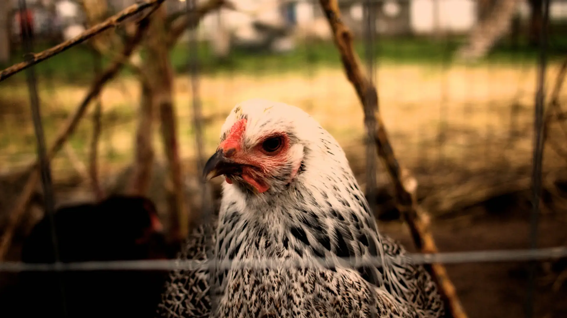 Zaadoptuj kurę, daj jej imię i zgarnij wiejskie jajka. Kurza adopcja spodoba się Polakom?